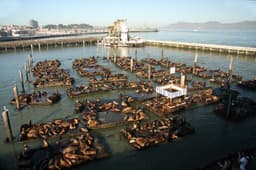PIER 39